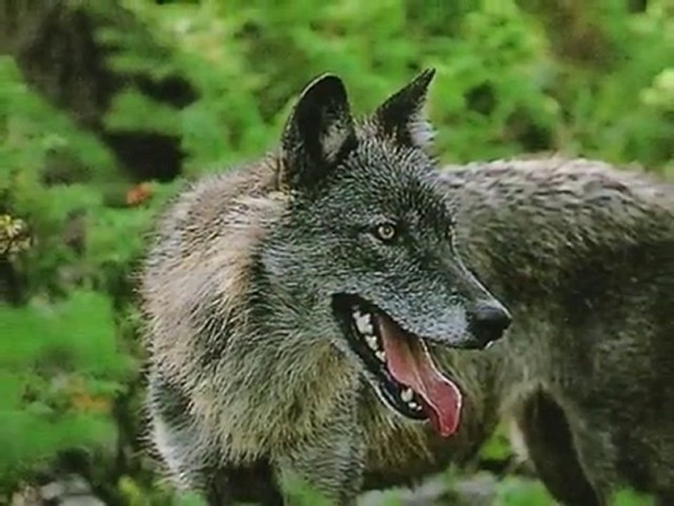 Wolves - Remember Me