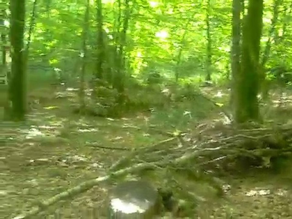 pluplu paola bois