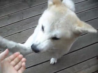 Bunsai (akita-inu) qui aime faire whouhou