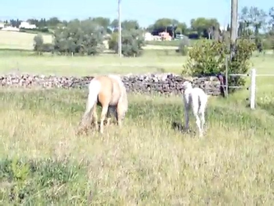 Arès Dal Souleira à deux mois