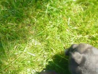 chiot bouledogue français