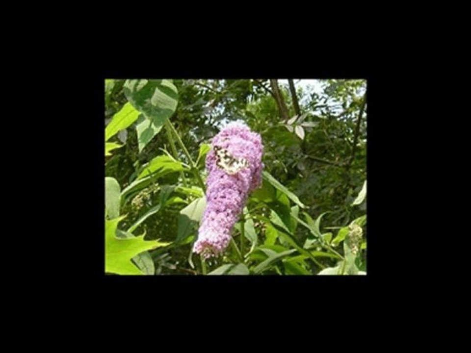 LUMINITA SOARE-La Chanson de Prévert -FRENCH/ GERMAN/ ROMAN