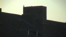 Baby kauw verlaat nest!