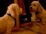 BarkOff:  Dog Barking At Himself