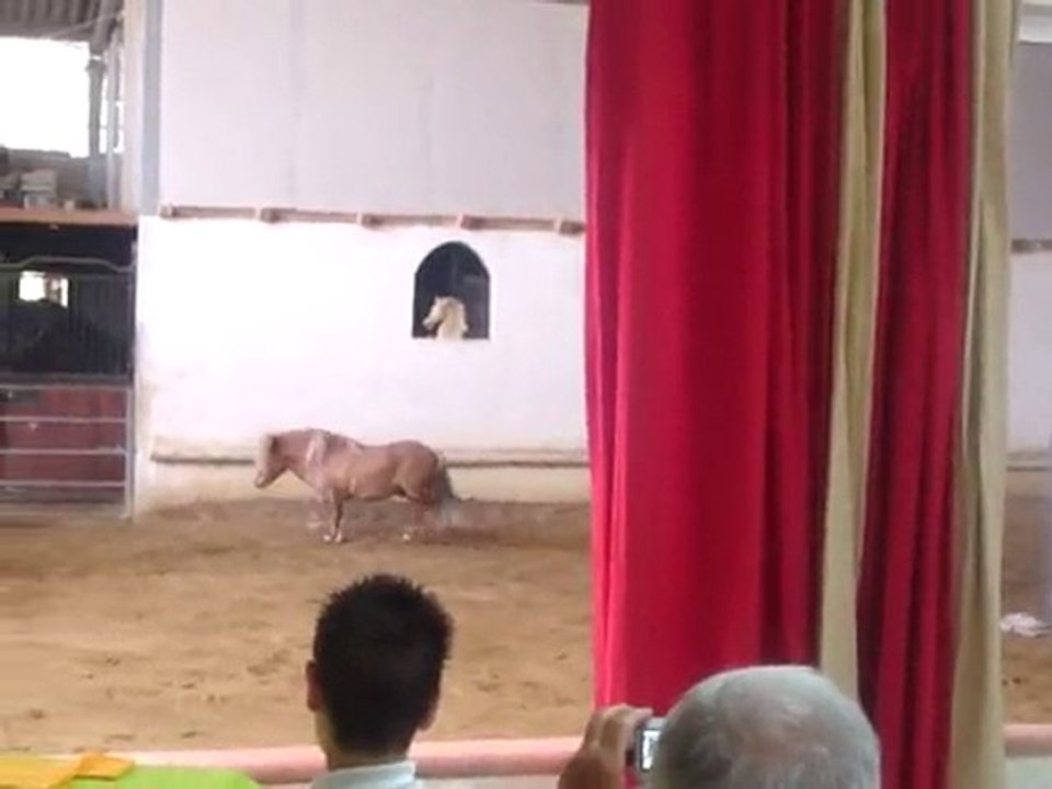 30 mai 2010 spectacle shetland