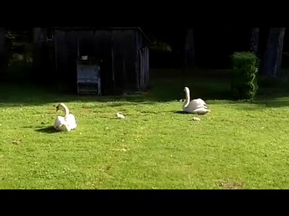 Film bébés cygnes