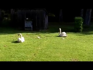 Film bébés cygnes
