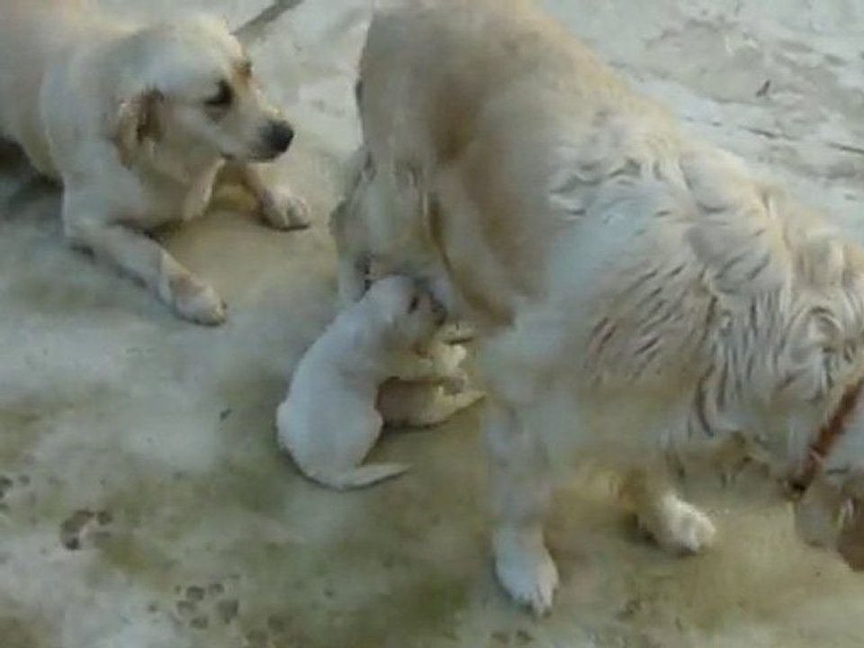 Chiots Golden 2-6-10 avec leur mère et leur grande soeur