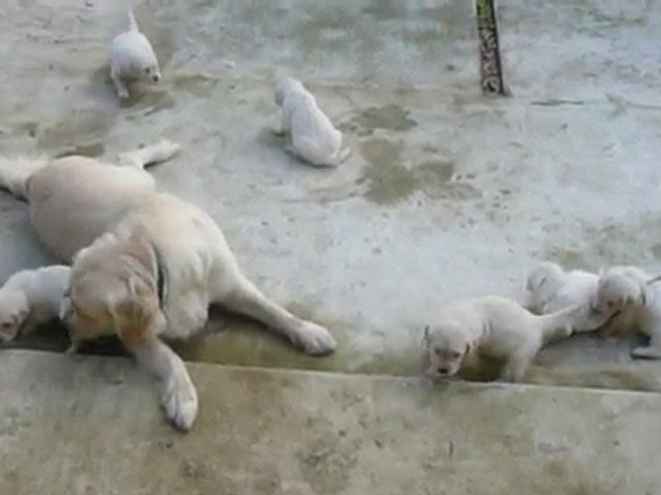 Chiots Golden 3-6-10 première sortie avec grande soeur