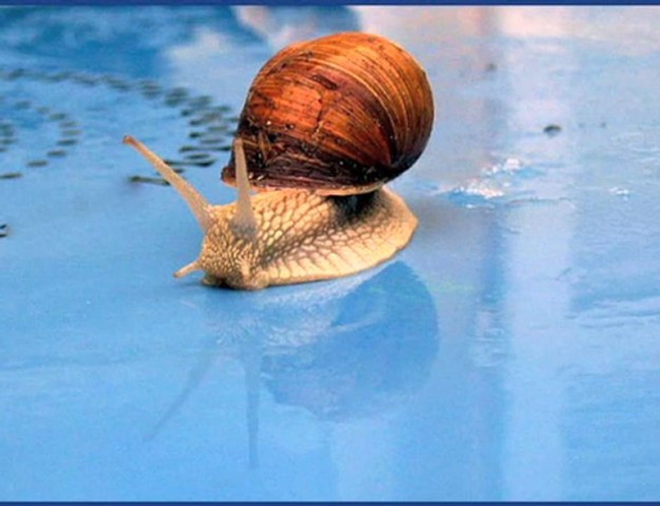 Fragilité de l'escargots