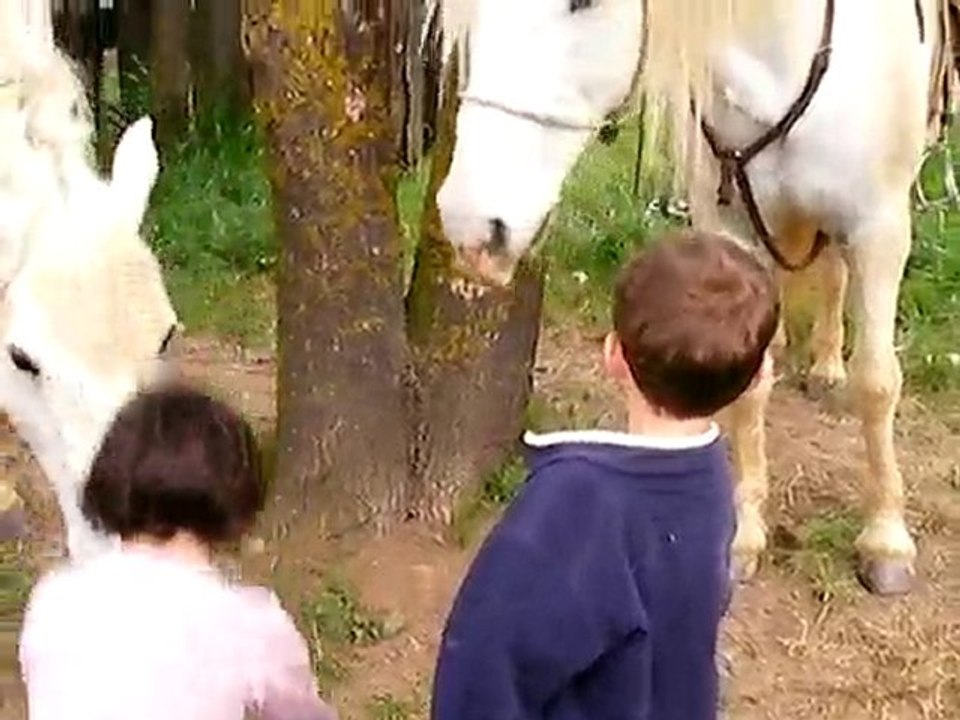 chevaux
