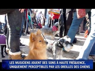 Australie: le tout premier concert pour toutous