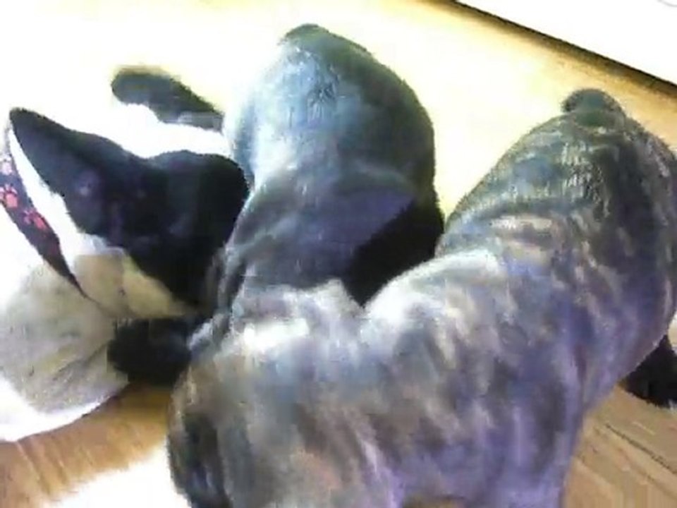 chiot bouledogue français