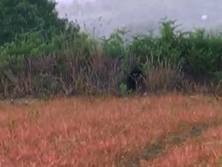 La bonne blague ! Un ours ? NON ! au Costour ?