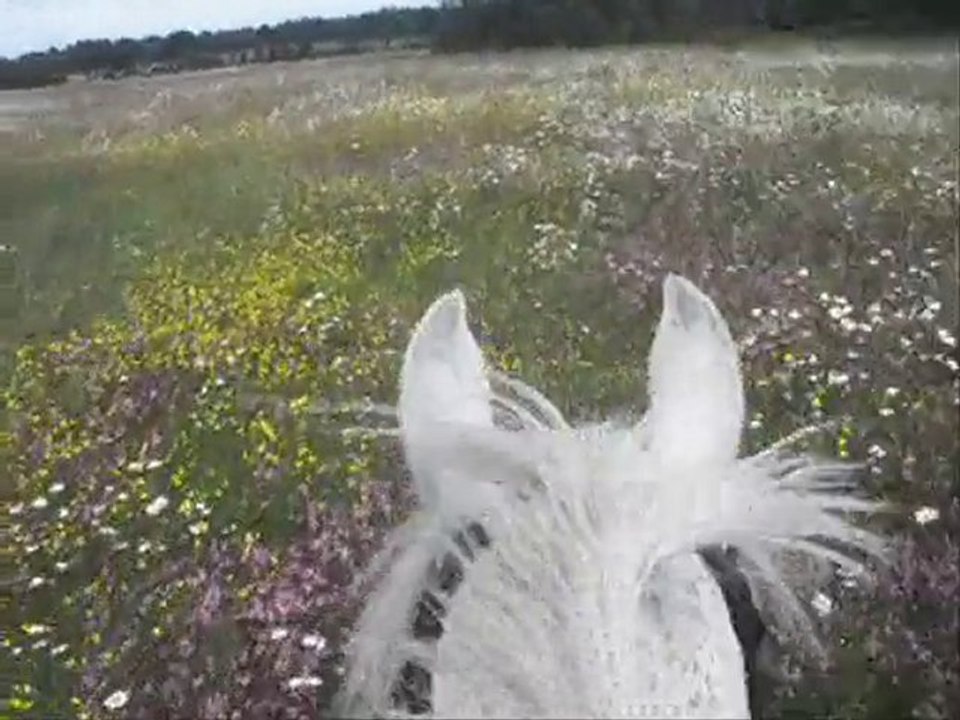 Avant l'été ...