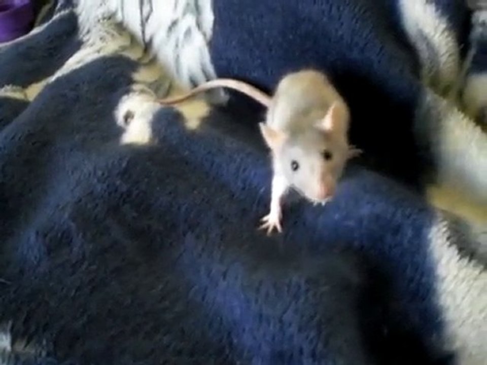 my rat
