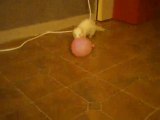 Un ballon et un furet.