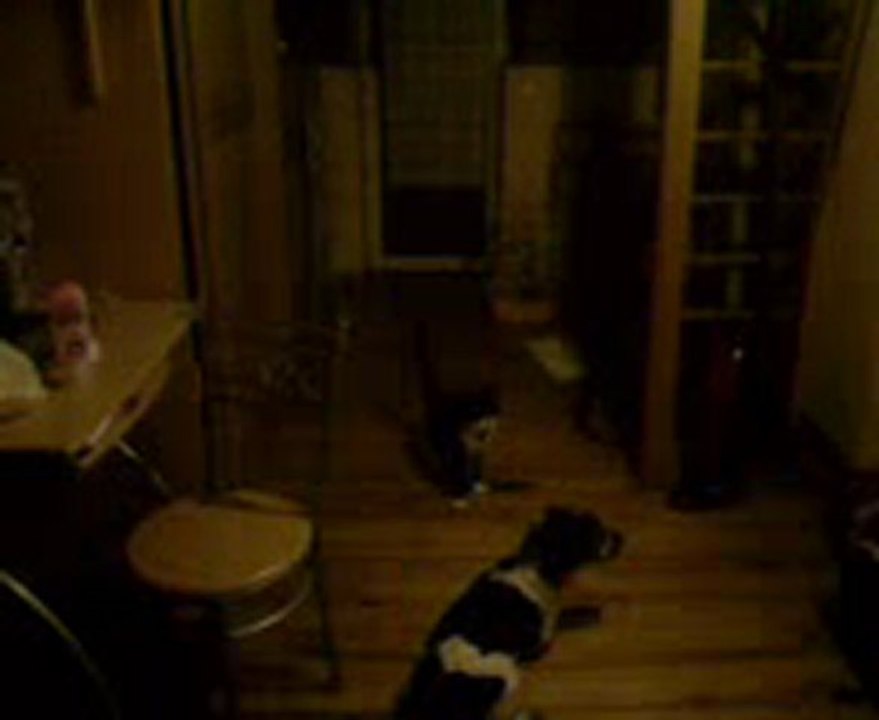 Combat chat et chien baston