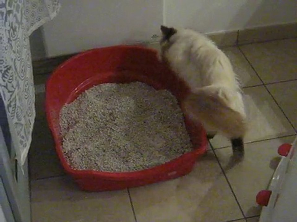 weechee : the cat and the litter