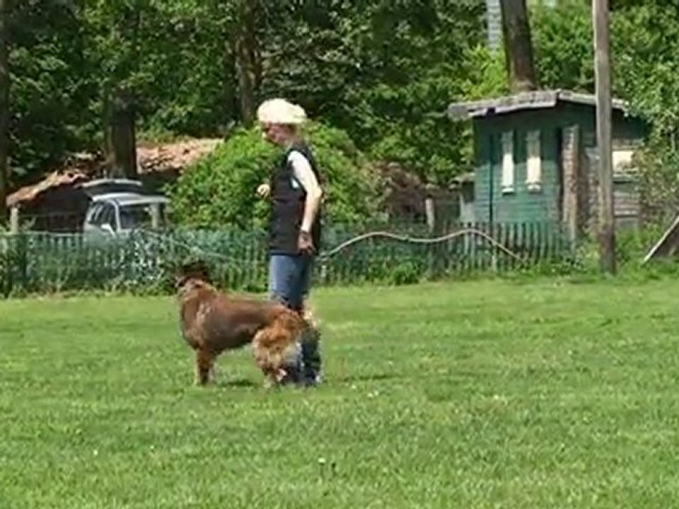 Hundesport-Training mit Tervueren