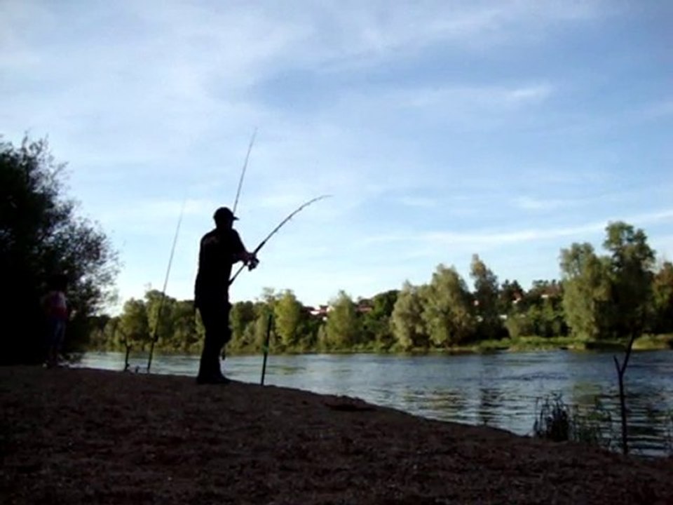 PETIT silure 1m17 en ombres chinoises