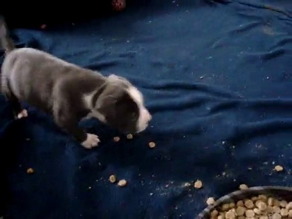 Les chiots de Diego et Cyara 2