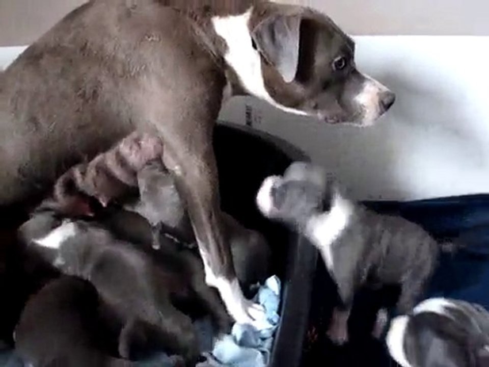 Les chiots de Diego et Cyara 3