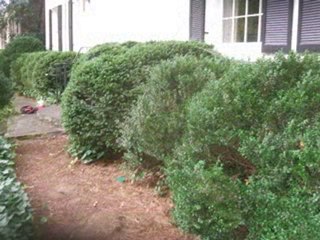 Atlanta Boxwoods Video 678-548-7463 Boxwood pruning