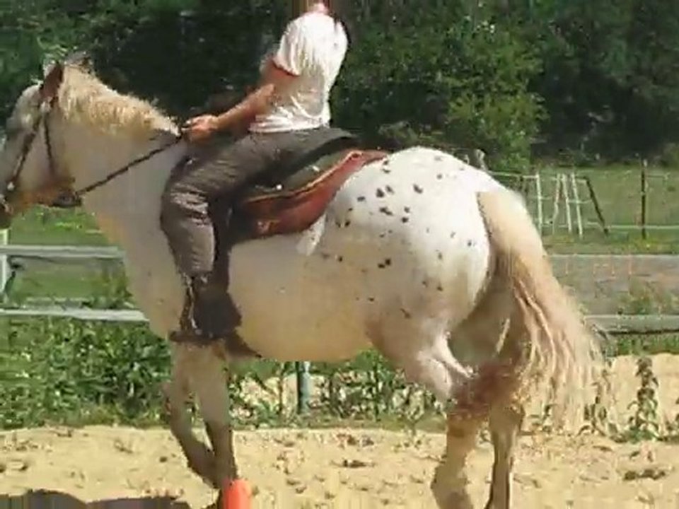 trot assis