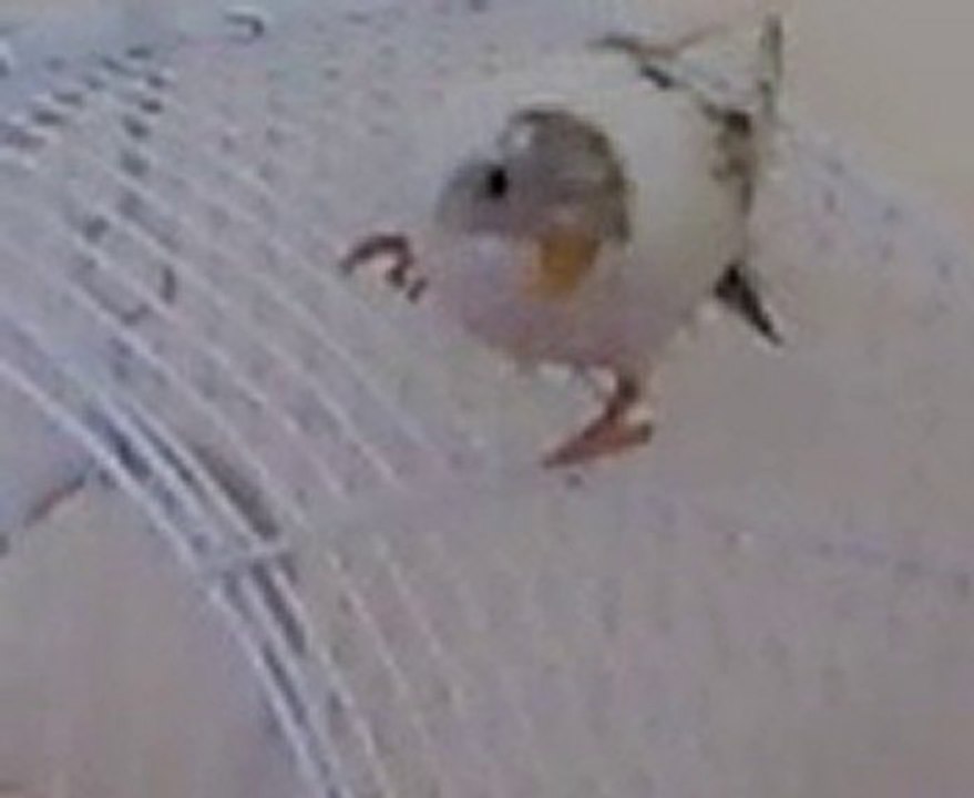 BuRak video0012