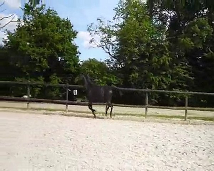 dressage, western, travail à pied et extérieur