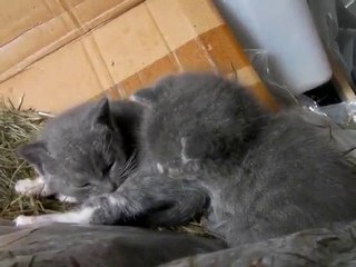 Les p'tits écureuils cendrés 3/10