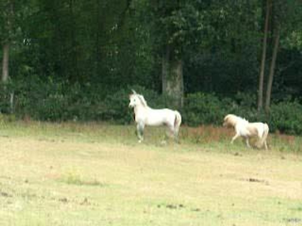 Le mini-Harem conduit par Stallion ^^