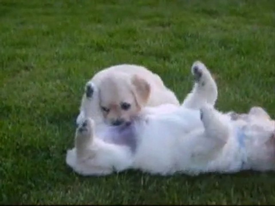Mlle Clivia et M. Saphir, golden retriever de 6 semaines