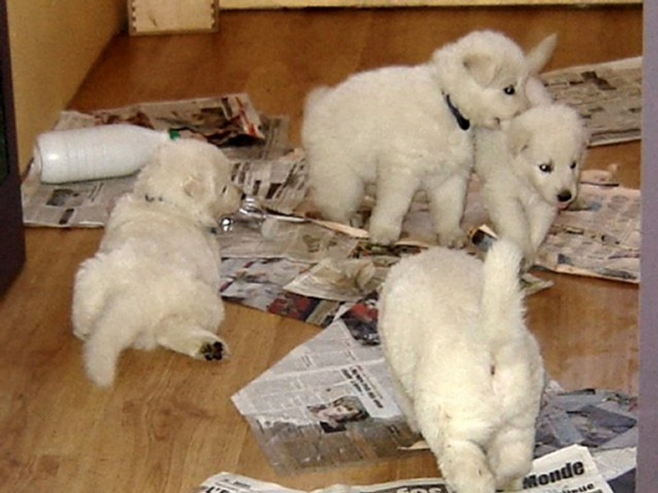 chiots 4 juin