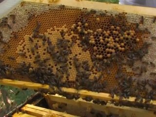 Planète terre : Désert d'abeilles ? 5/5