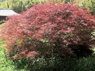 Bambouseraie d'Anduze Générargues - 30140 Gard