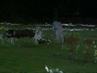 Ingwiller 2010 agility Emeline