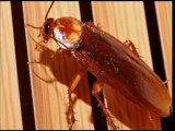 Exterminator San Antonio -11 Texas Poison Insects in Homes