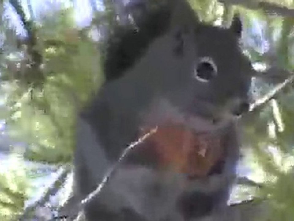 Squirrel eating in pine tree