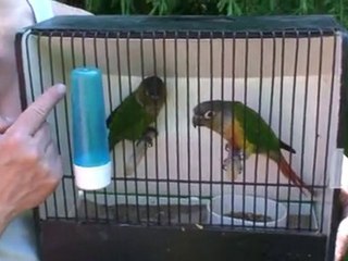 Pep's et Cola bien arrivé