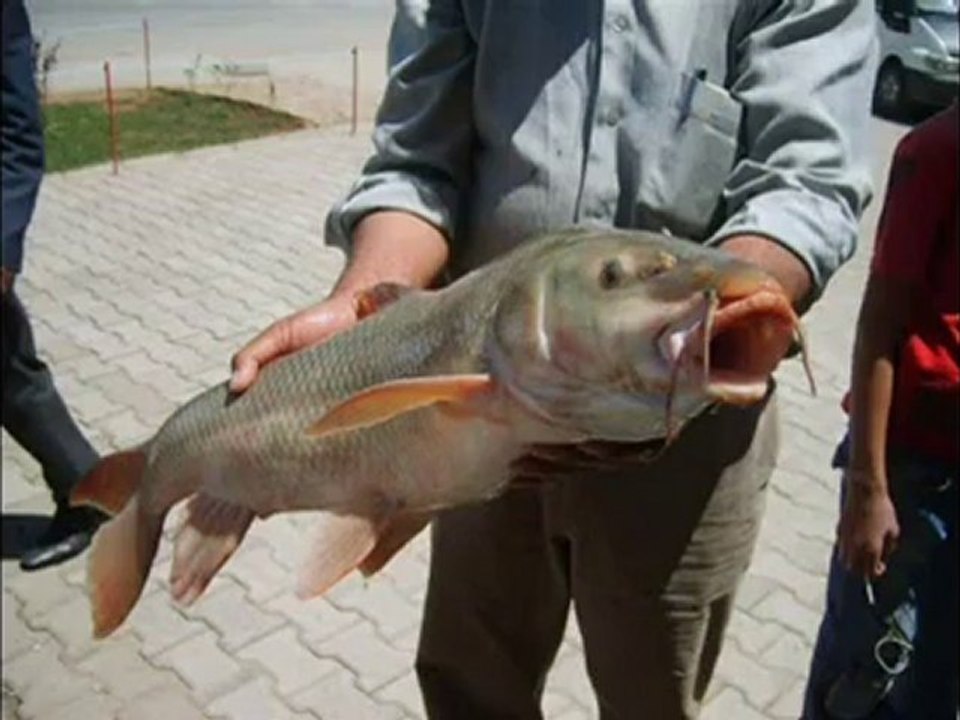 BITLIS NORSIN BALIK AVI & KEBABI 2007 KODOBAY