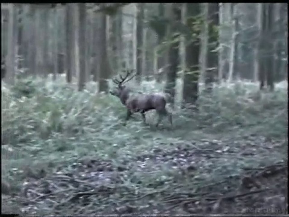 brame2008.03 en foret d'argonne marne 51