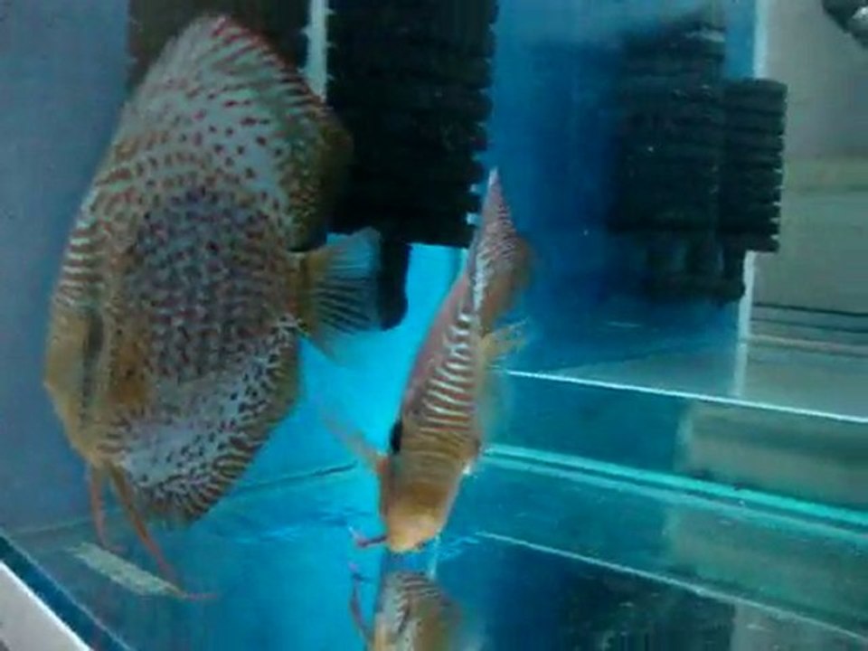 Discus