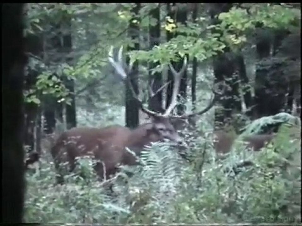 brame2008.04 en foret d'argonne marne 51