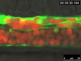 Quand les cellules sanguines circulent pour la première fois