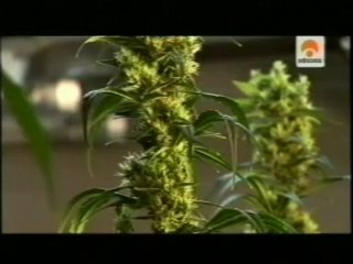 THC: Evolucion de la pureza del cannabis