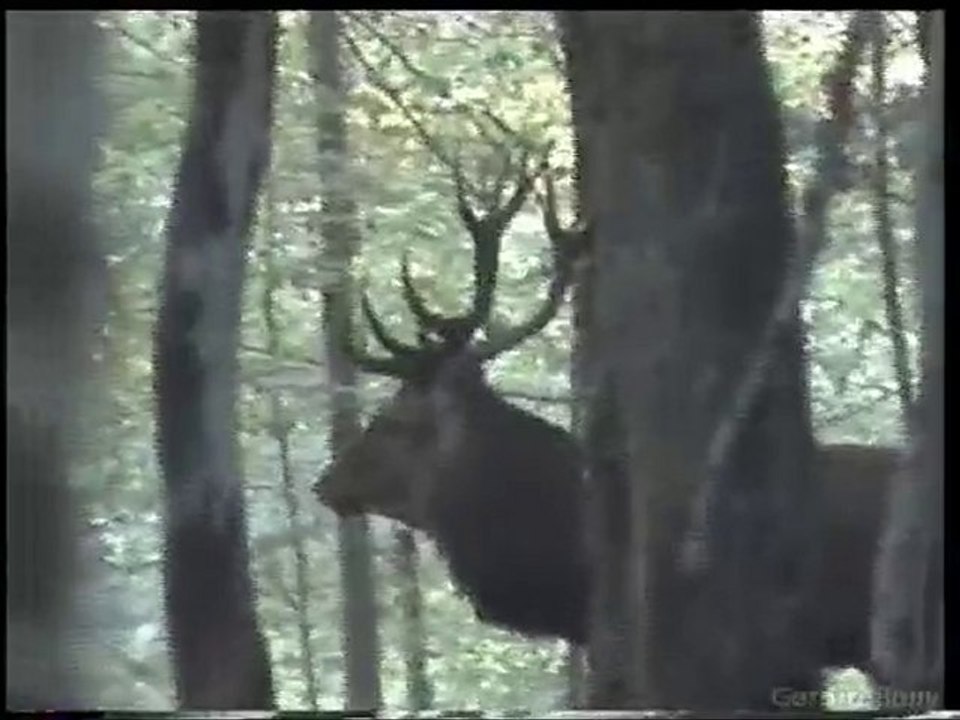 brame2009.01 en foret d'agonne marne 51