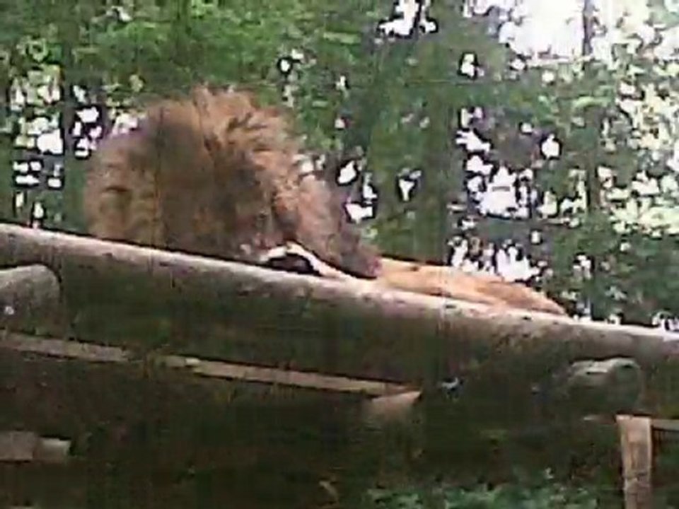 Zoo de Beauval