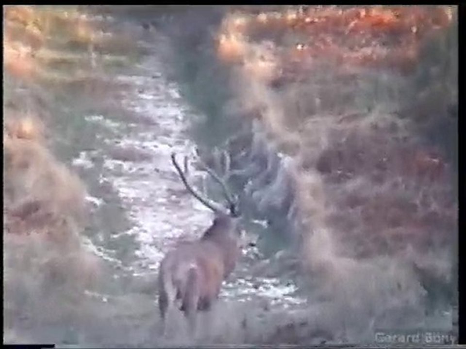 brame 2009 02 en foret d'argonne marne 51